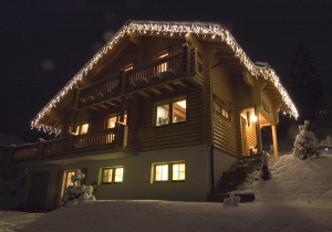 Cygnet with christmas lights