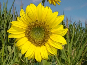 sunflower