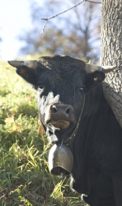 the local cow