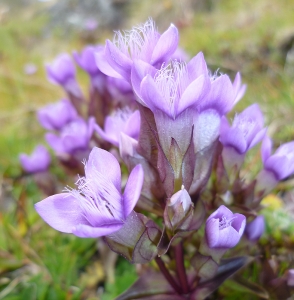 mountain flower