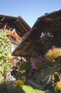 summer flowers on house