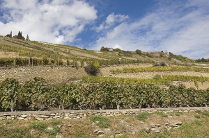 vine grapes