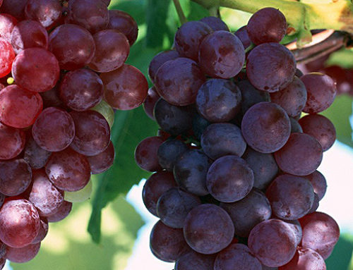 Walk through the vineyards