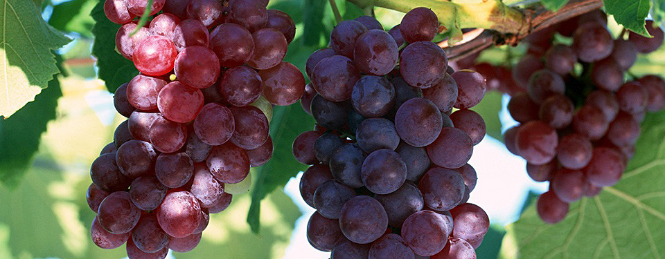 Walk through the vineyards